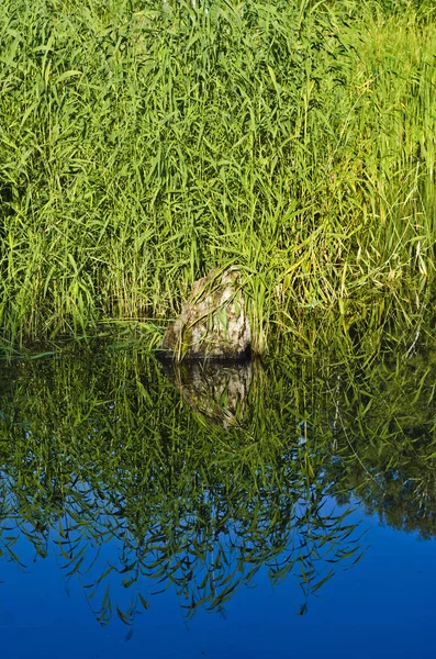 Paisagem Bonita Interessante Vistas Rio Lago Verão Com Arbustos Verdes — Fotografia de Stock