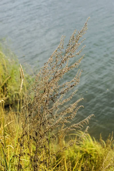 Water Theme Background Beautiful Interesting Landscape View Summer River Lake — Stock Photo, Image