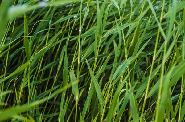 Vacker Natur Morgonen Vackra Gräs Och Öron Med Fältet Och — Stockfoto