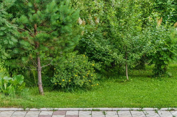 Doğanın güzel manzara. Güzel ve ilginç manzara, arka plan ve görünümü ile bir yaz öğleden sonra bahçede park ve orman.