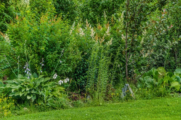 Doğanın güzel manzara. Güzel ve ilginç manzara, arka plan ve görünümü ile bir yaz öğleden sonra bahçede park ve orman.
