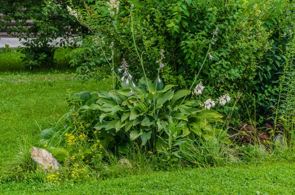 Doğanın güzel manzara. Güzel ve ilginç manzara, arka plan ve görünümü ile bir yaz öğleden sonra bahçede park ve orman.