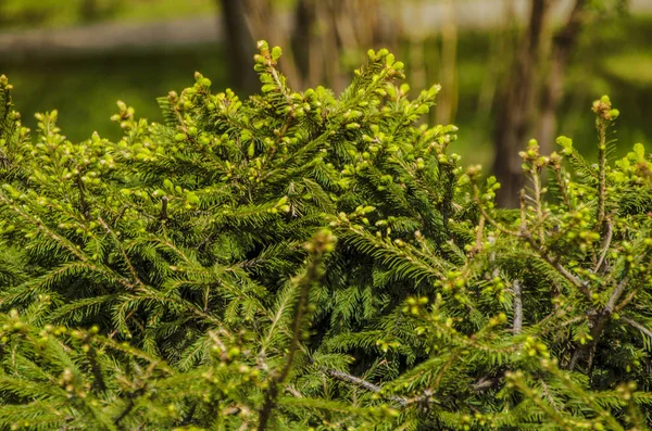 Prachtig Uitzicht Van Natuur Prachtig Uitzicht Van Natuur Mooie Interessante — Stockfoto