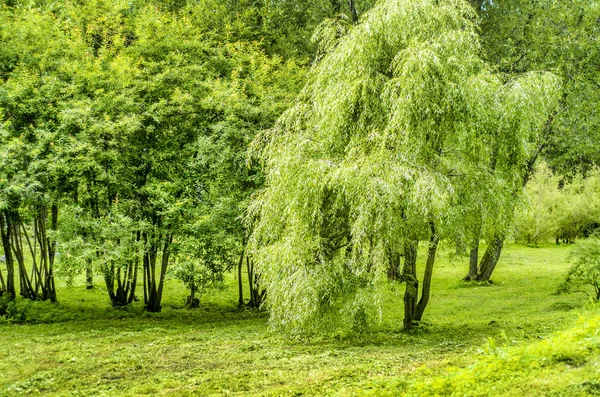 Beautiful View Nature Beautiful View Nature Beautiful Interesting Landscape Background — Stock Photo, Image