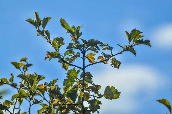 Doğanın güzel manzara. Güzel ve ilginç manzara, arka plan ve bir çalı veya ağaç mavi gökyüzü yaz öğleden sonra karşı bir şube manzarası.