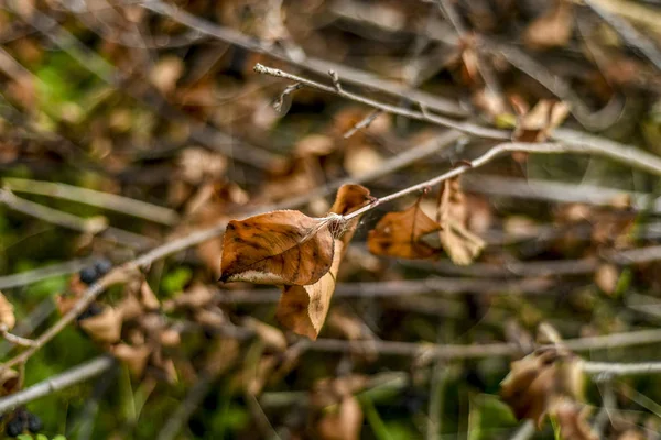 自然の美しい景色 秋の午後の葉美しく 興味深い風景 背景とブッシュまたは黄色の木の分岐のビュー — ストック写真