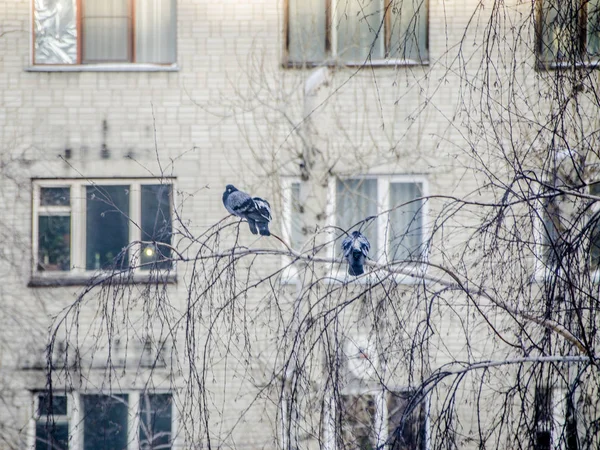 Duiven Gebouw Verschillende Duiven Zittend Takken Van Een Boom Tegen — Stockfoto