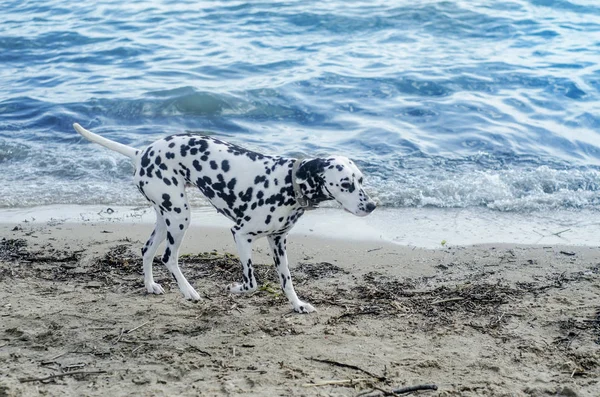 Beautiful dog on the beach. Beautiful background and view of a white with black spots dog on the sand and the sea in the afternoon during the summer.