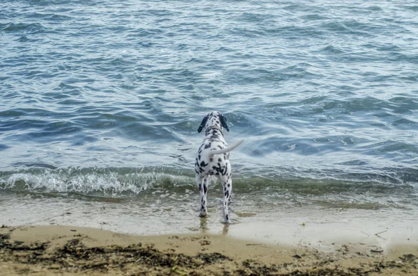 Beautiful Dog Beach Beautiful Background View White Black Spots Dog — Stock Photo, Image