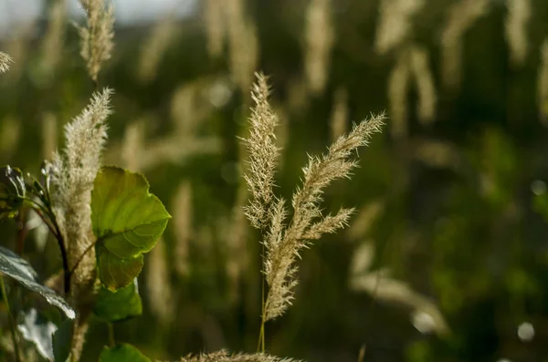 Vacker Natur Och Stjälkar Vacker Bakgrund Och Utsikt Över Fältet — Stockfoto