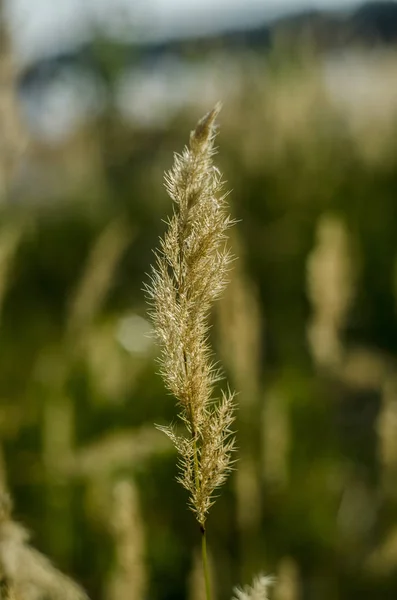 Prachtige Natuur Stengels Mooie Achtergrond Uitzicht Het Veld Weide Bloemen — Stockfoto