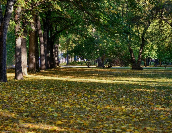 美しく 元のビューと背景 都市公園や路地と日当たりの良い天気で夏道と大きな木々 のある庭園のパノラマ — ストック写真