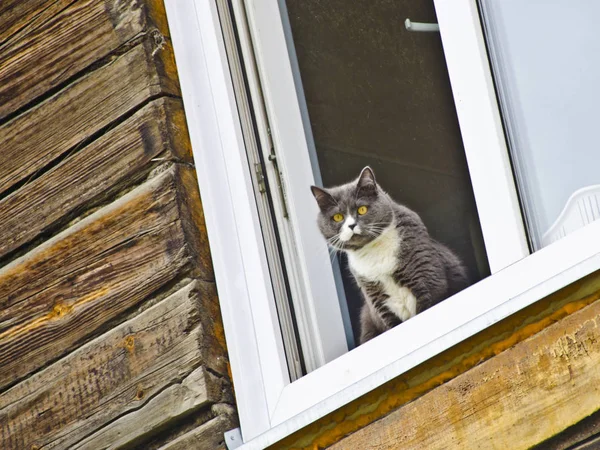 The cat sits on the window. Beautiful background and view, the landscape of a village house with a window and a cat sitting on the window sill in the afternoon.
