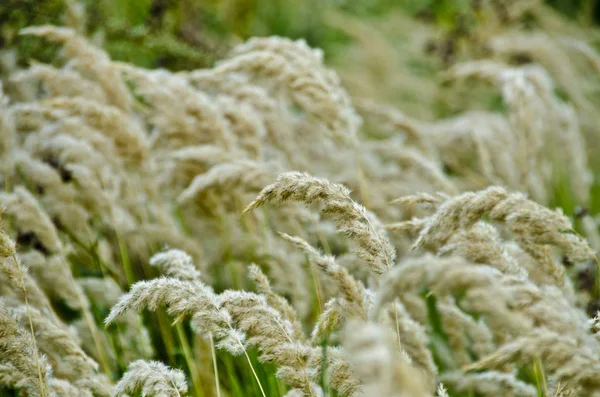 Landsbygdens Landskap Med Fältet Och Stjälkar Vacker Bakgrund Och Utsikt — Stockfoto