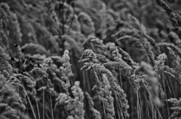 Kırsal Peyzaj Alanı Kaynaklanıyor Güzel Arka Plan Görünümü Çavdar Buğday — Stok fotoğraf