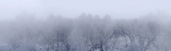 美しく 元のパノラマ 美しい景色と背景 午後には霧の中で木々 と自然のパノラマ — ストック写真