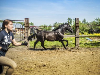 Bu güzel bir at olduğunu.