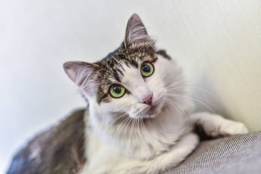 Bunlar güzel hayvanlar..