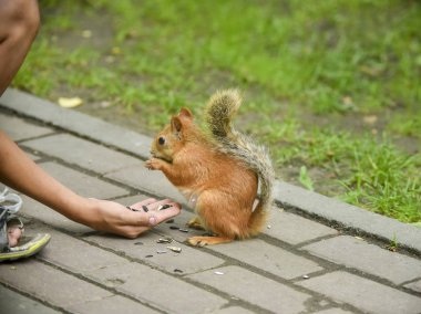 Bunlar güzel hayvanlar..
