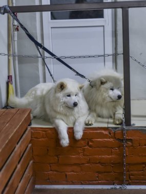 Bunlar güzel hayvanlar..