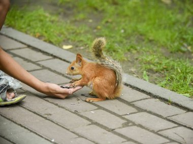 Bunlar güzel hayvanlar..