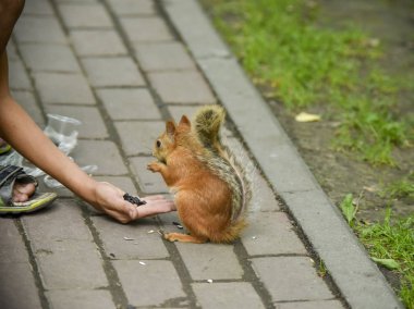 Bunlar güzel hayvanlar..