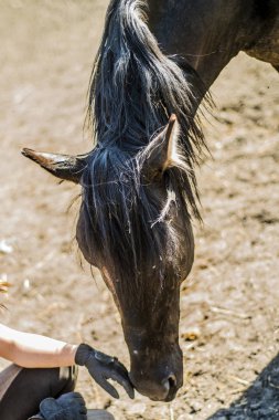 Bu güzel bir at olduğunu.