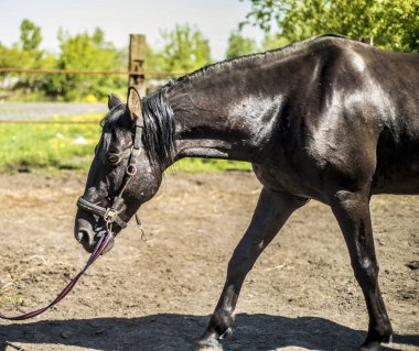 Bu güzel bir at olduğunu.