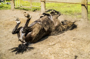 Bu güzel bir at olduğunu.