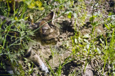 Bunlar güzel hayvanlar..