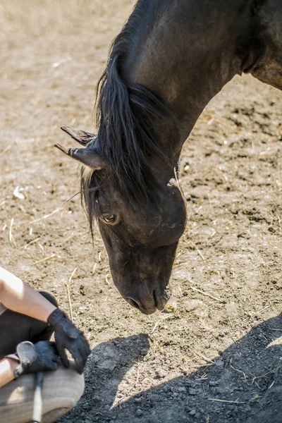 Dit is een mooi paard. — Stockfoto