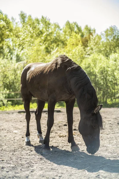 This is a beautiful horse. — Stock Photo, Image