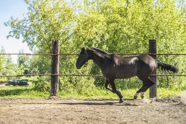 This is a beautiful horse. — Stock Photo, Image