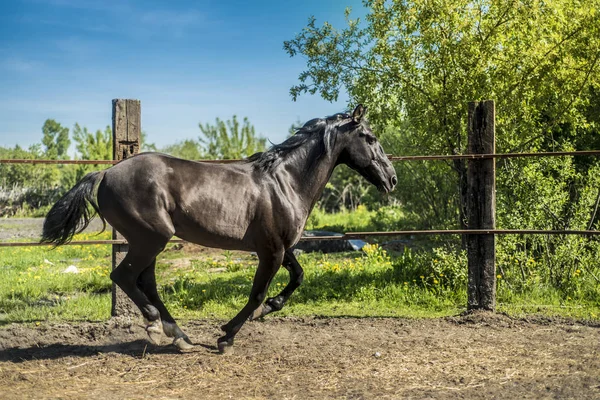 这是一匹漂亮的马. — 图库照片