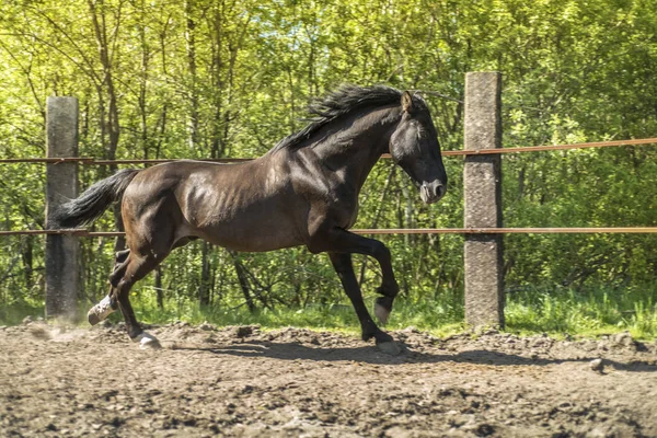 This is a beautiful horse. — Stock Photo, Image