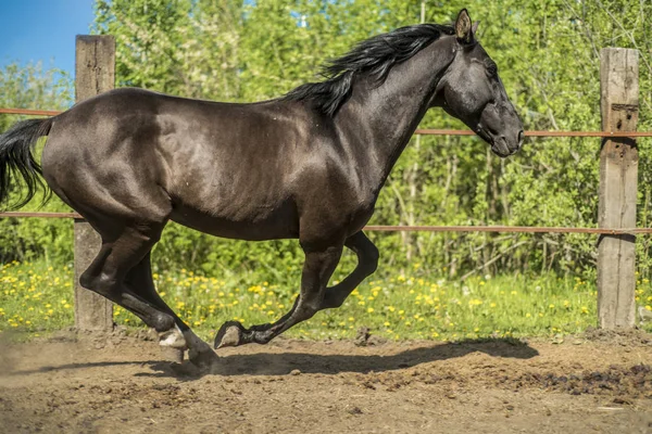 นี่คือม้าที่สวยงาม . — ภาพถ่ายสต็อก