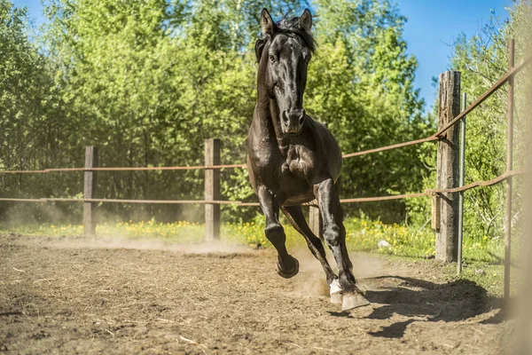 This is a beautiful horse. — Stock Photo, Image