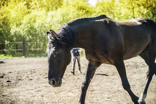 This is a beautiful horse. — Stock Photo, Image