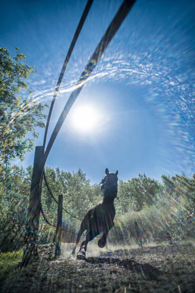 Detta är en vacker häst. — Stockfoto