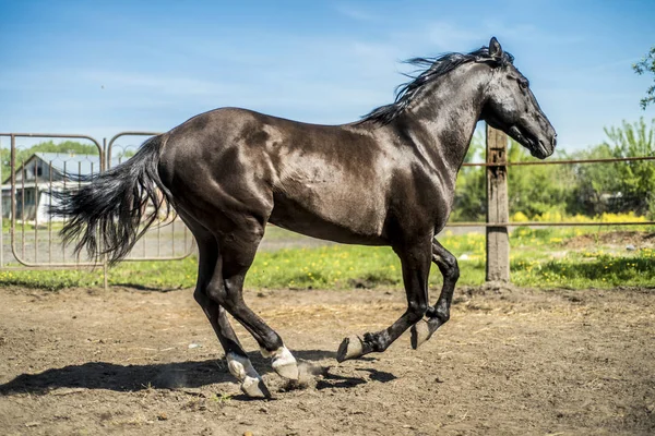 This is a beautiful horse. — Stock Photo, Image