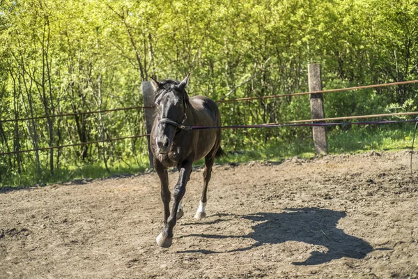 This is a beautiful horse. — Stock Photo, Image