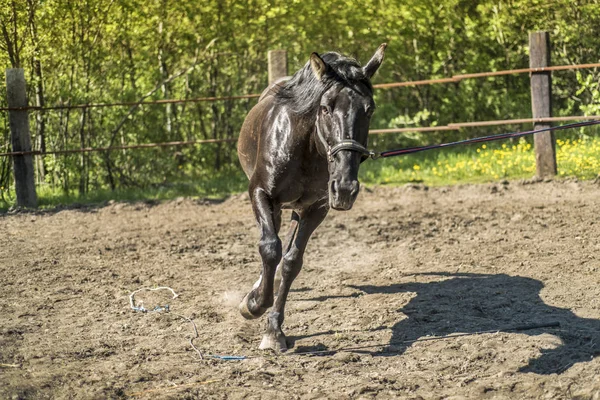 This is a beautiful horse. — Stock Photo, Image