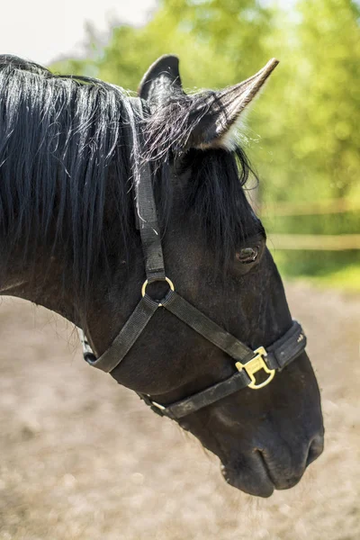 Este es un hermoso caballo. . — Foto de Stock