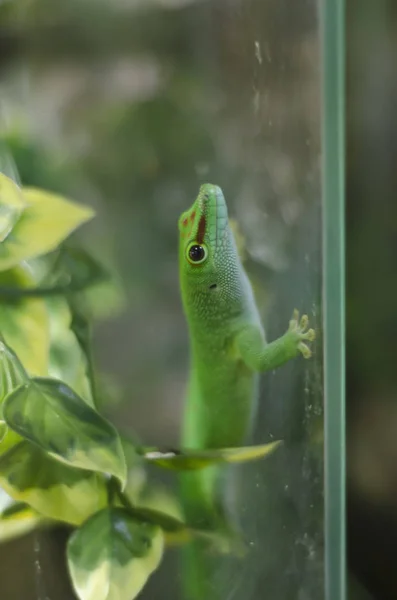 Estos son animales hermosos. . — Foto de Stock