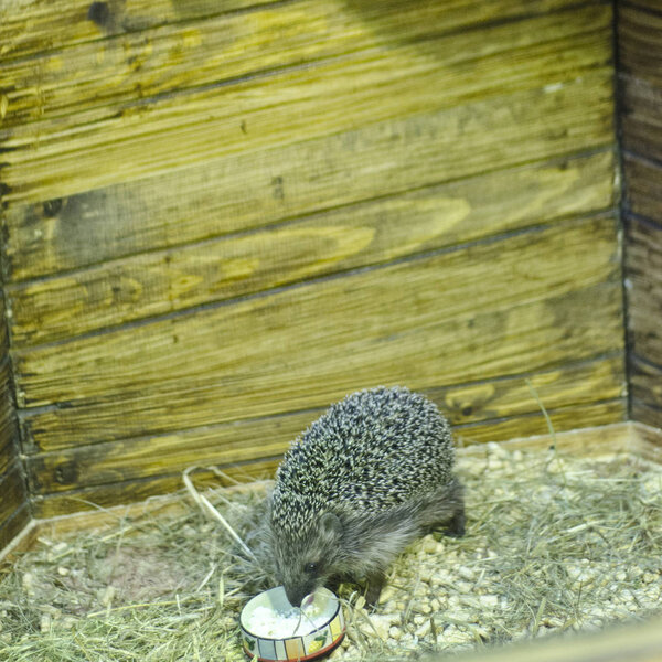 Это красивые животные.
.