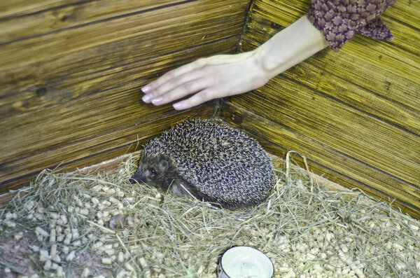 Это красивые животные.
.