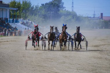 Bunlar güzel hayvanlar..