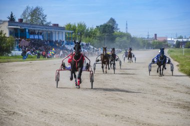 Bunlar güzel hayvanlar..