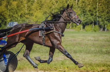 Bunlar güzel hayvanlar..