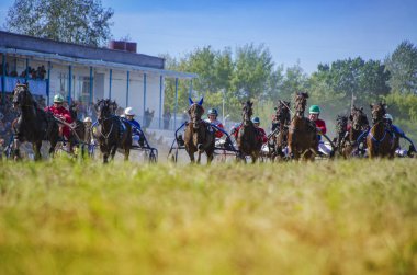 Bunlar güzel hayvanlar..